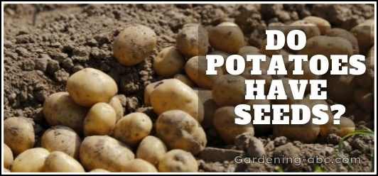 Do Potatoes Have Seeds? True Potato Seeds vs Seed Potatoes in A Nutshell