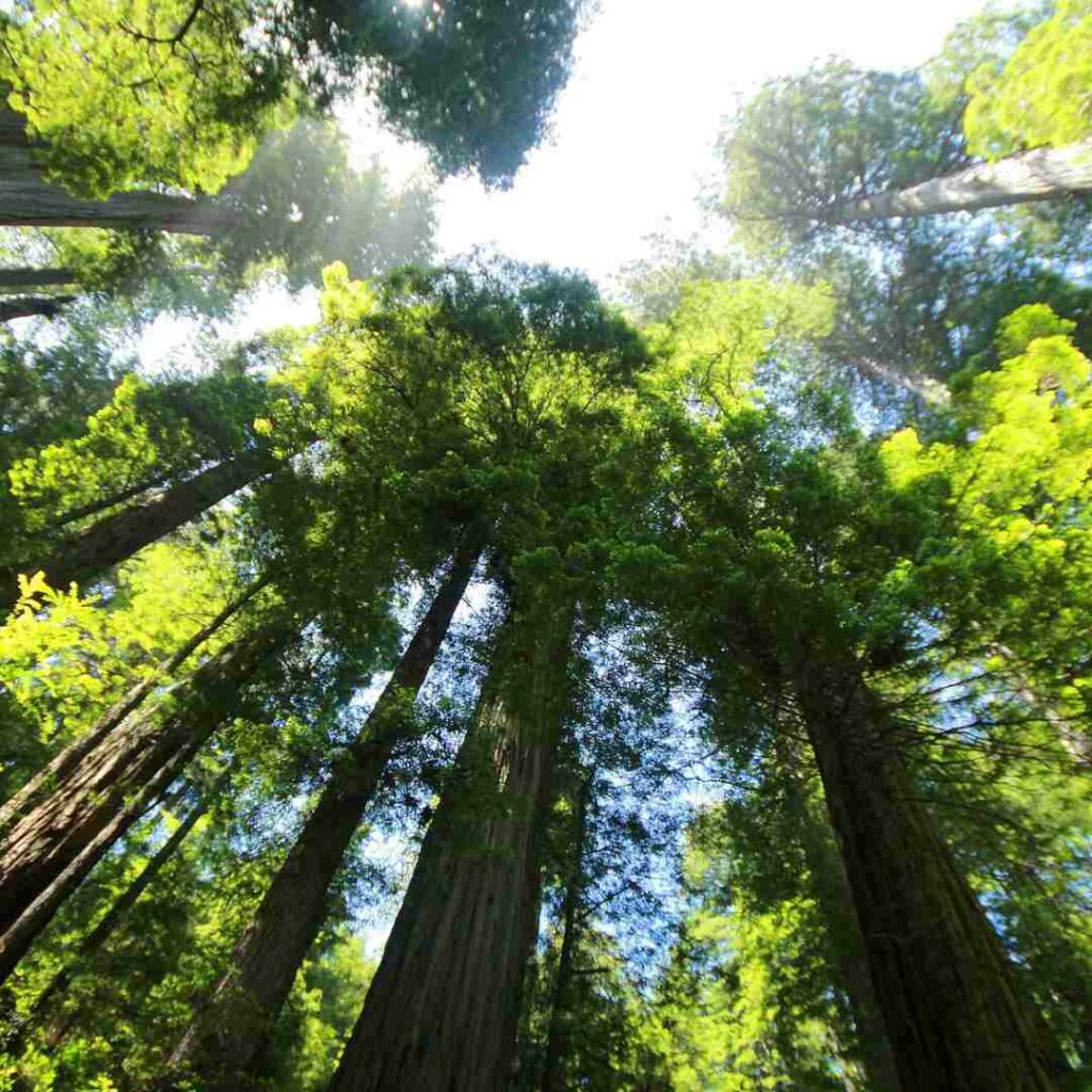 redwood trees