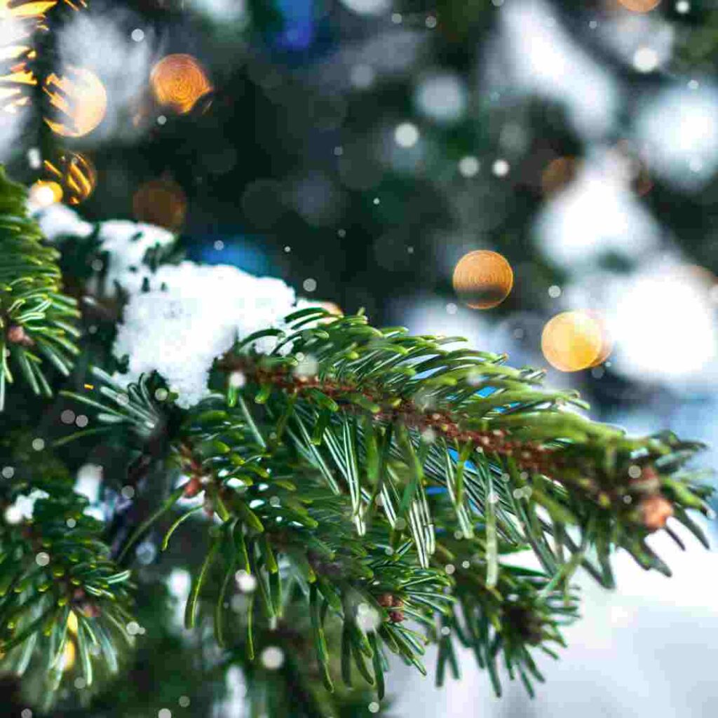 white spruce conifer