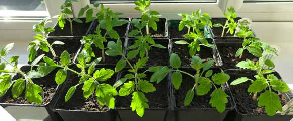 Everything You Need To Know When Growing Vegetables In Coco Coir