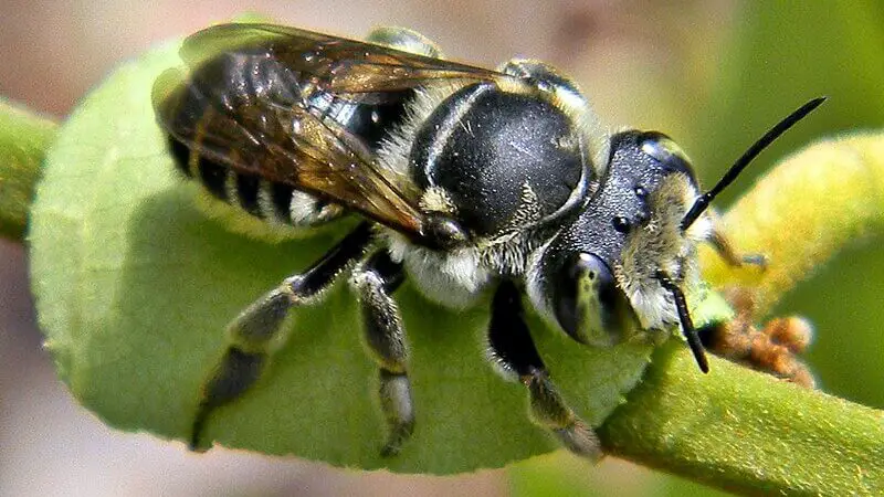 leafcutter bees