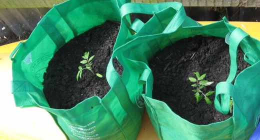 tomato in grow bags