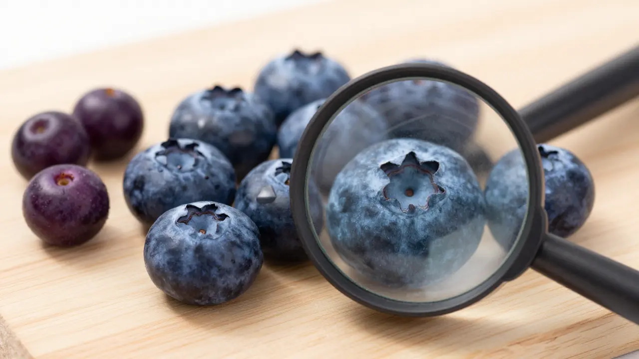 Berries That Look Like Blueberries