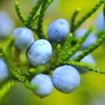 fruits like blueberries