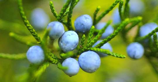 fruits like blueberries