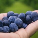 do blueberries have seeds