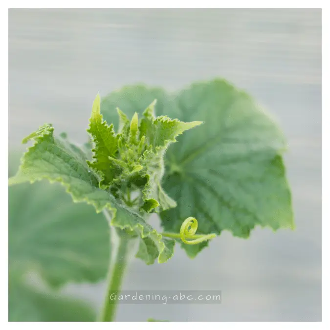 Cucumber Leaves Turning White after transplanting