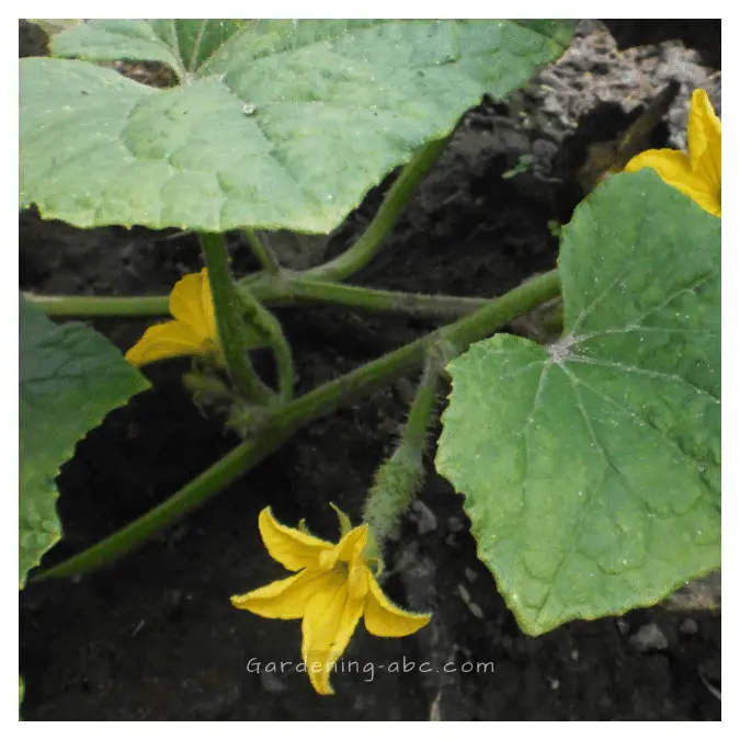 why cumcumber leaves are turning white