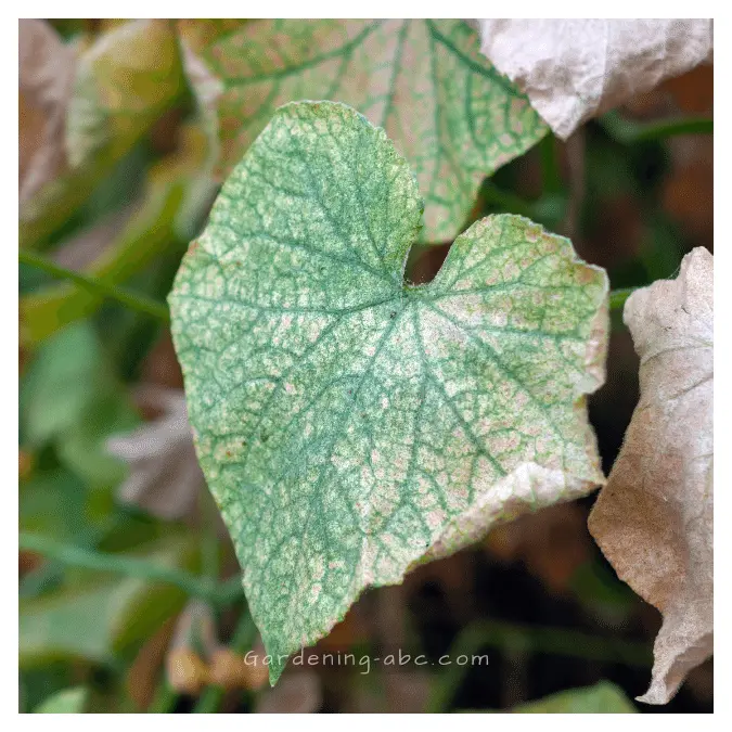 why my cucumber leaves turning white