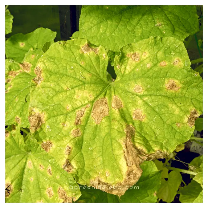 cucumber leaves turning white