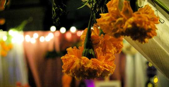 how to deadhead marigold plants