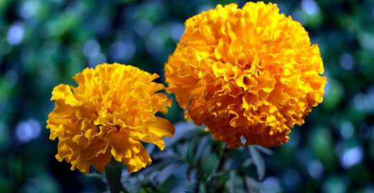 marigold bloom time