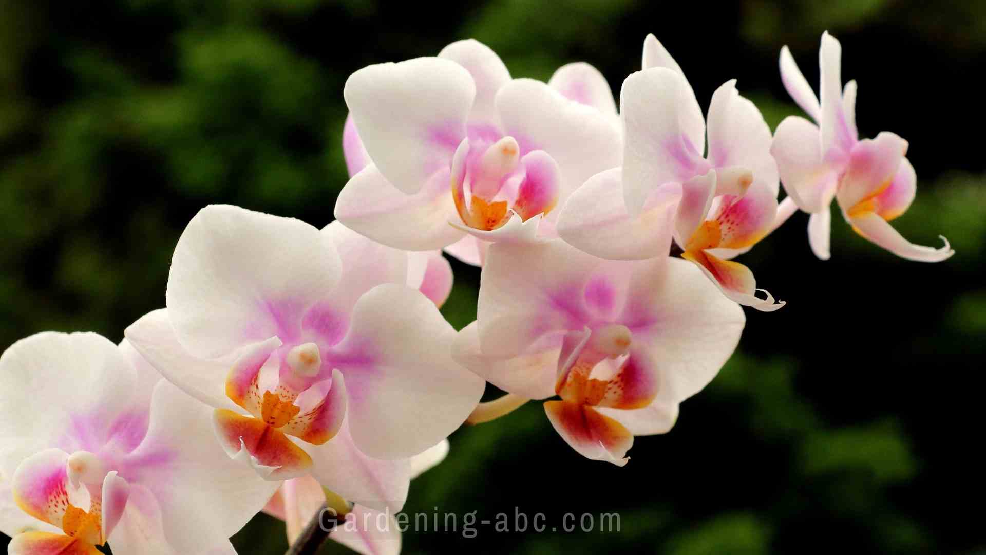how to mist orchids