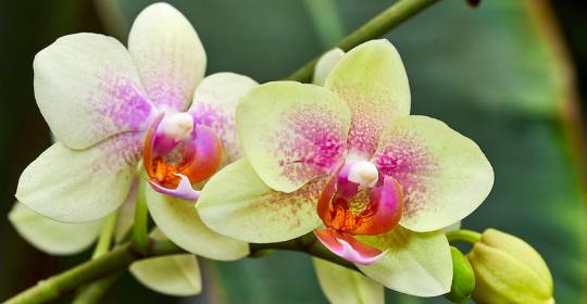 Are orchids parasites