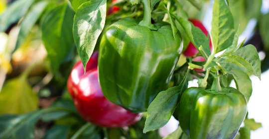 Topping Pepper Plants: A Simple Guide