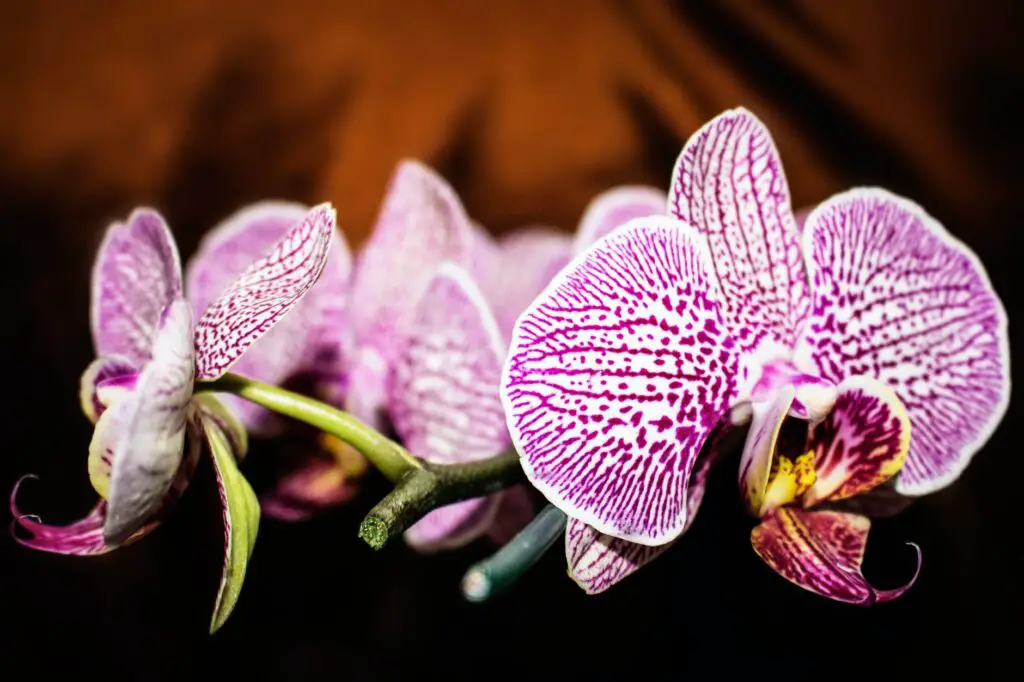 Are Orchids Toxic? Are They Poisonous For Your Pets