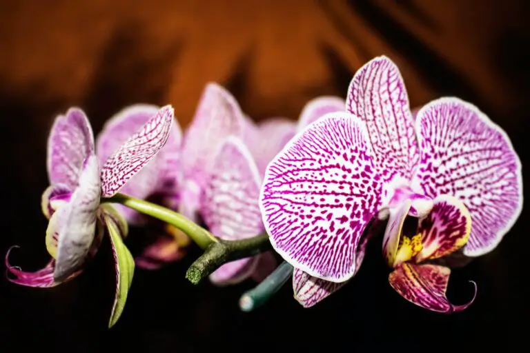 Are Orchids Toxic? Are They Poisonous for Your Pets