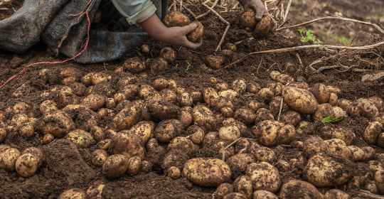 When to Harvest Potatoes? A Simple Guide On Potato Harvesting