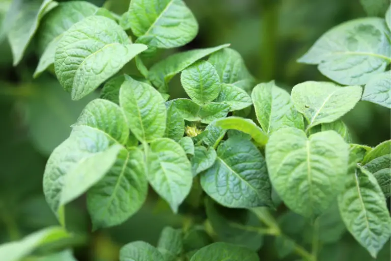 Are Potato Leaves Poisonous? Can you Eat Potato Leaves?