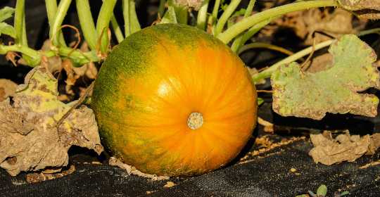 growth stages of a pumpkin plant