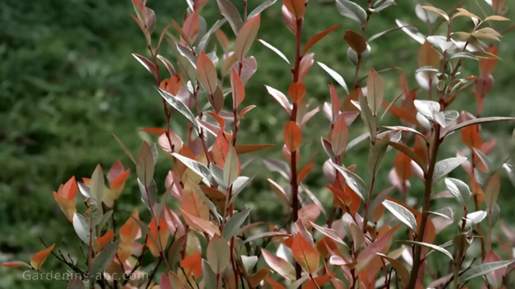 blueberry leaves become red