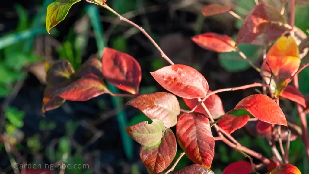 red blueberry leaves