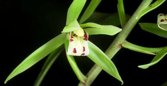 orchid stems turning yellow