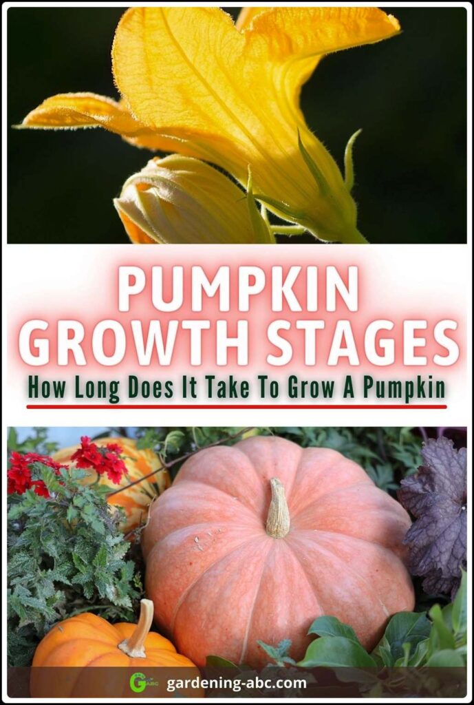 A Guide To Pumpkin Growth Stages How Long Does It Take To Grow A Pumpkin