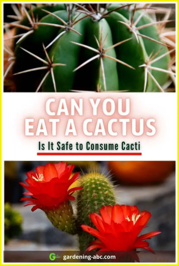 can you eat cactus