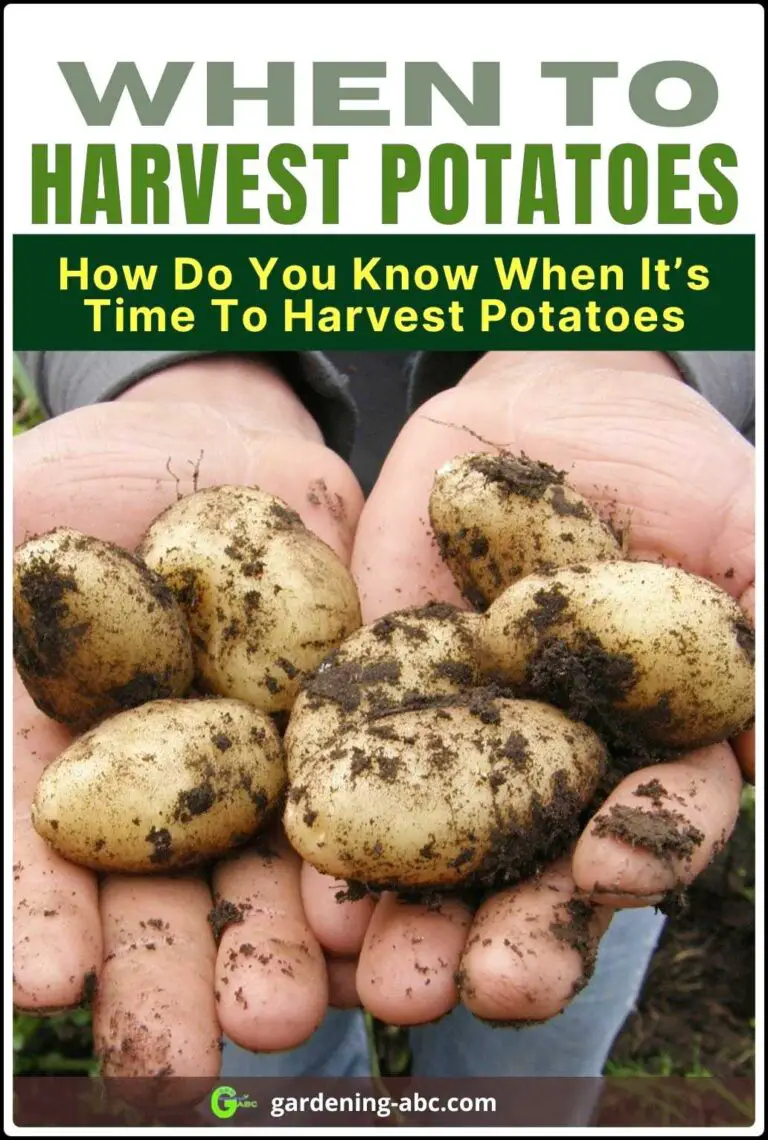 When To Harvest Potatoes? A Simple Guide On Potato Harvesting