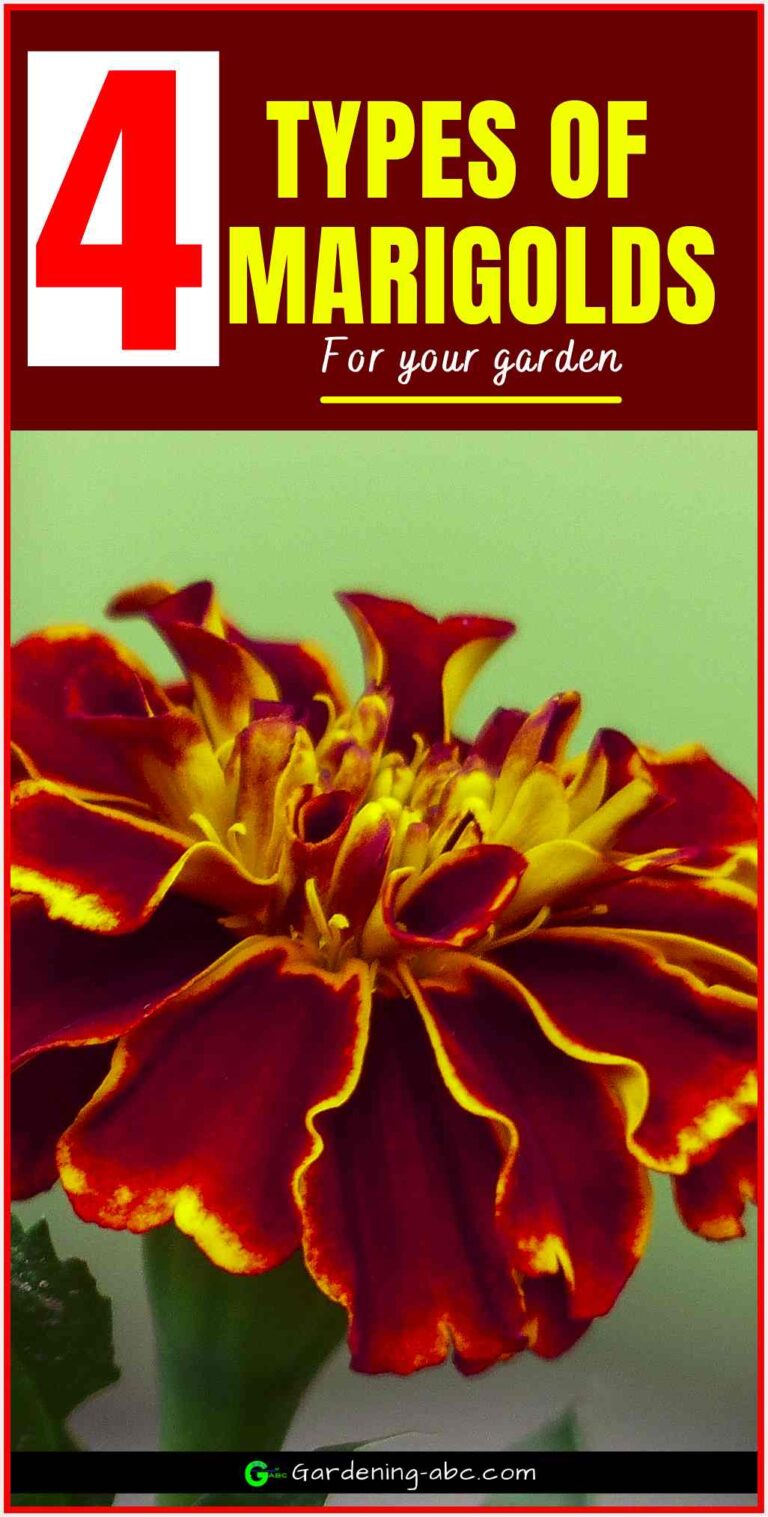 4 Types Of Marigolds That Are Best For Your Garden