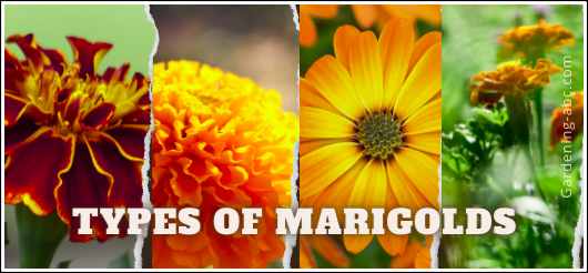 types of marigold flowers