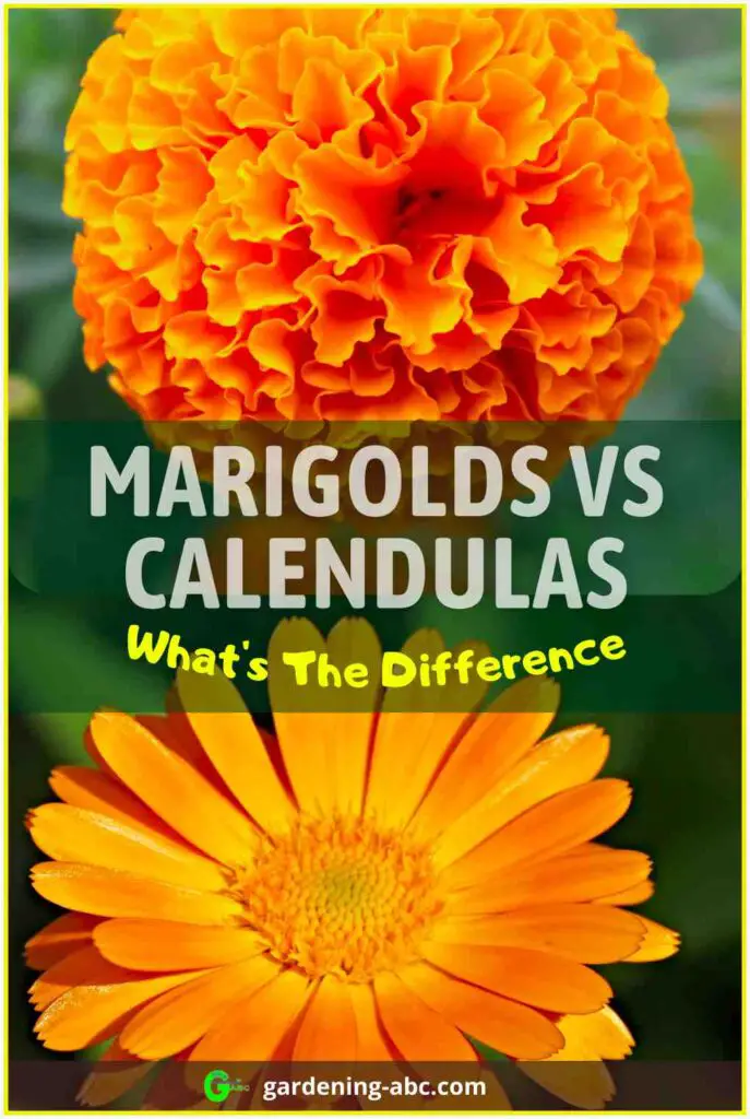marigold vs calendula