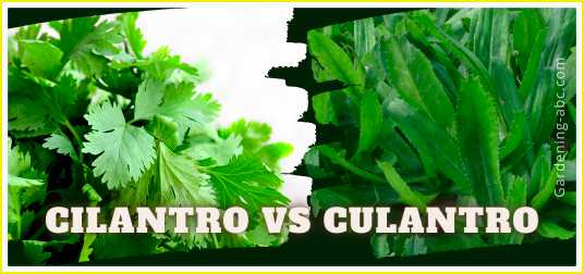 difference between cilantro and culantro