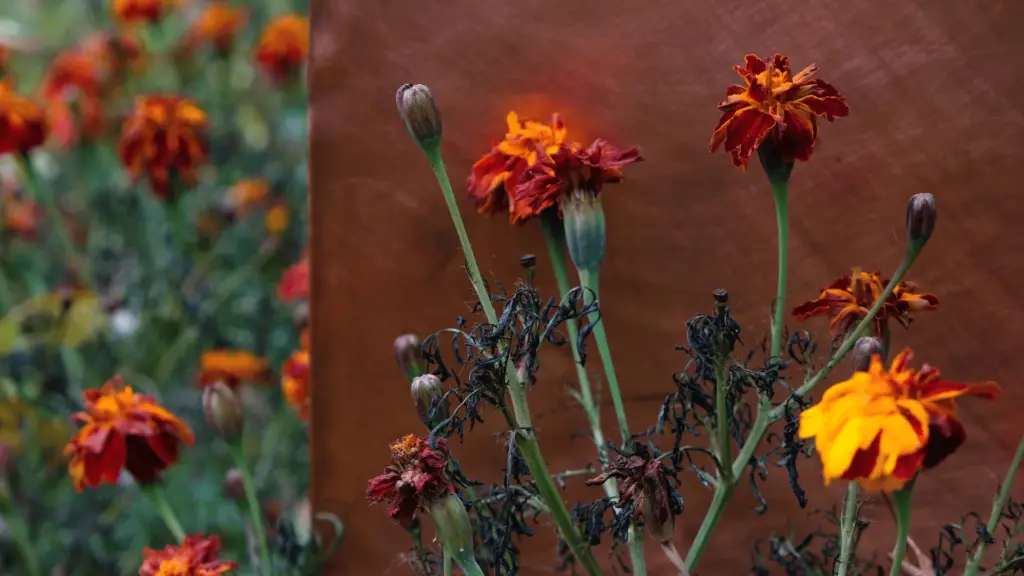 dying marigold plant