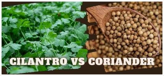 CIlantro Vs Corriander: What is The Difference Between The Two Herbs