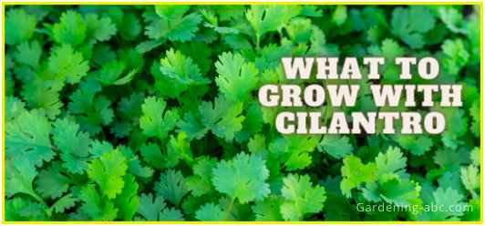 best companion plants for cilantro