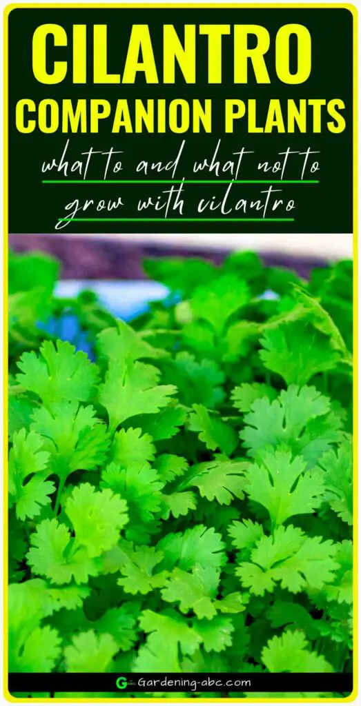 companion plants for cilantro