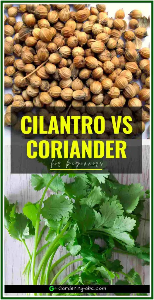 cilantro vs coriander