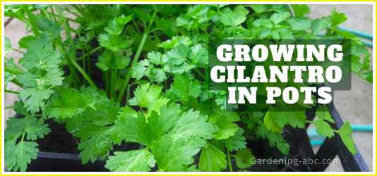 growing cilantro in pots