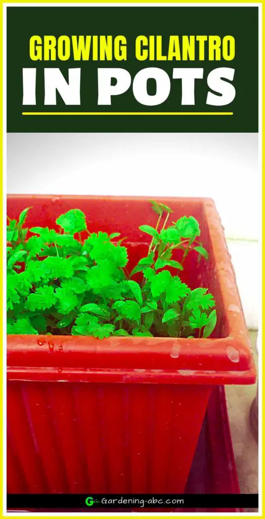how to grow cilantro in pots
