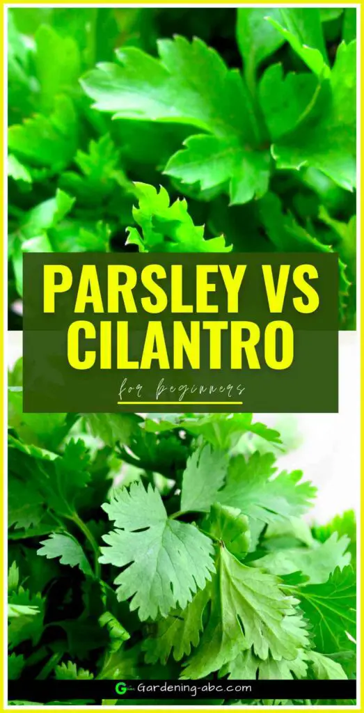 differences between cilantro and parsley