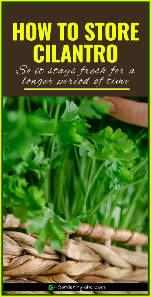 how to keep cilantro fresh