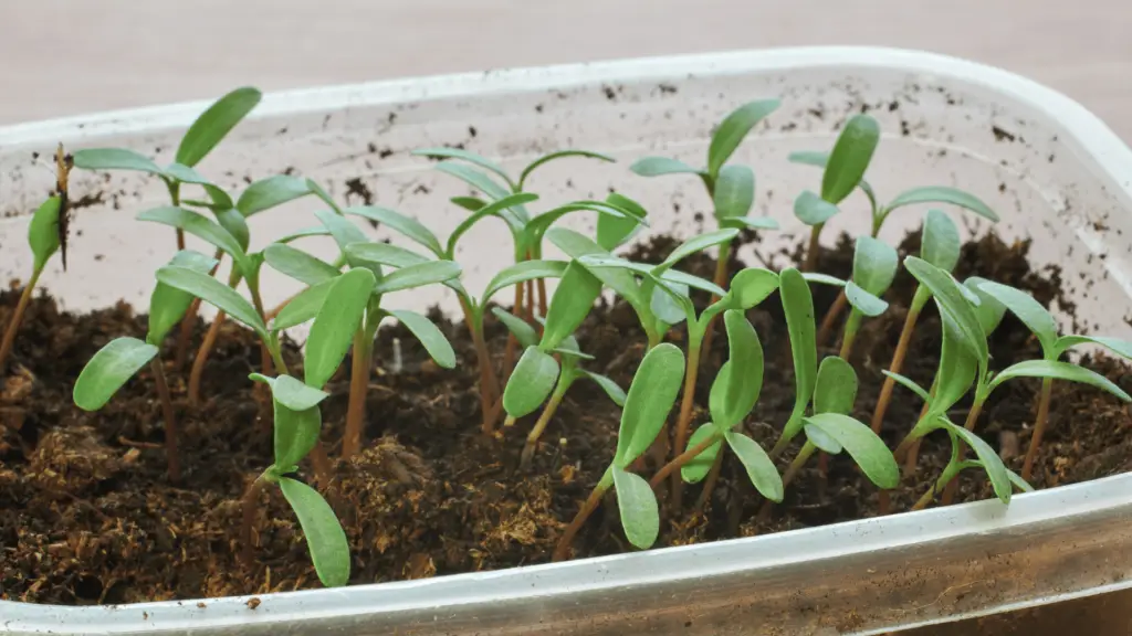 sprouting marigold