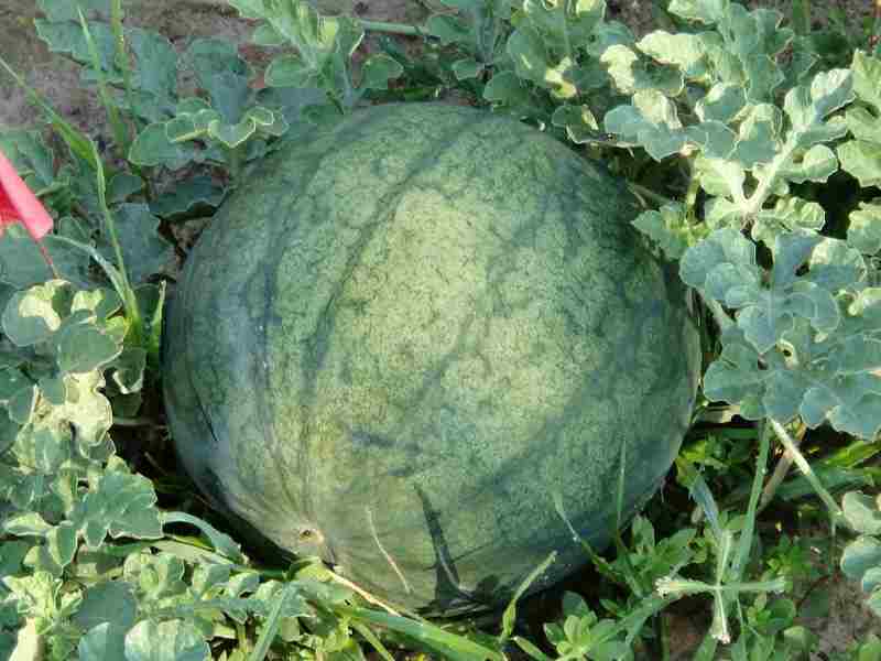 when to harvest watermelons