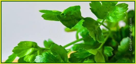 how to water cilantro plants