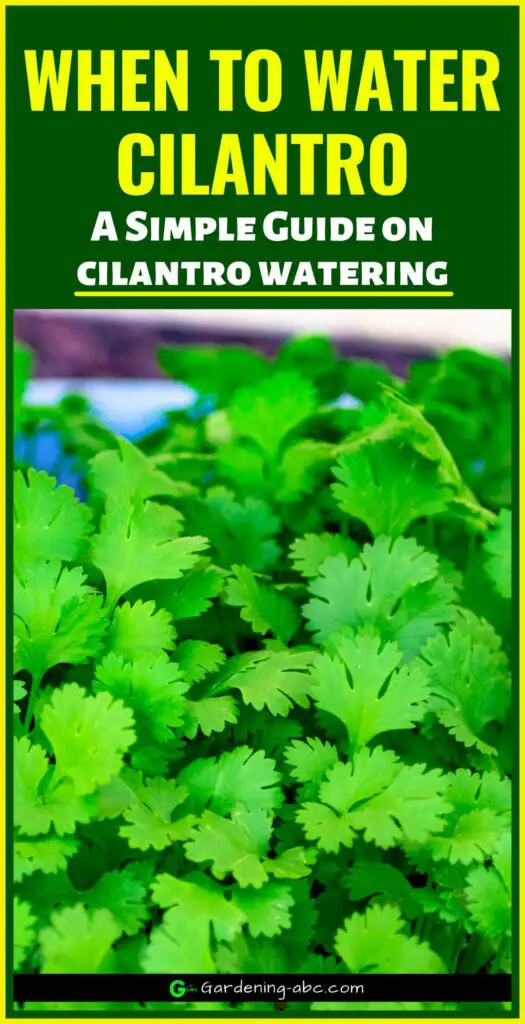 when to water cilantro