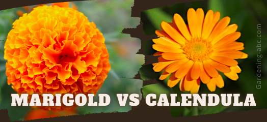 Marigold Vs Calendula: What Are The Differences