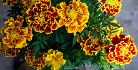 marigold growth stages