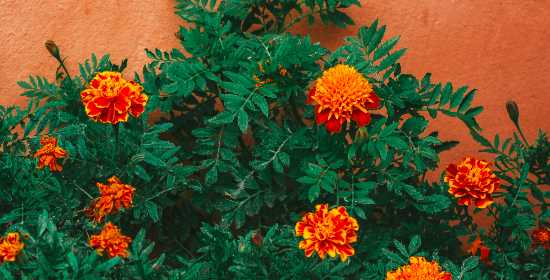 marigold growth stages